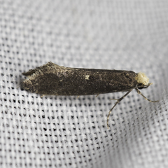 Tinea niveocapitella