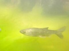 Ptychocheilus oregonensis