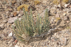 Neokochia americana