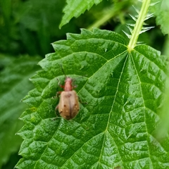 Cerogria quadrimaculata