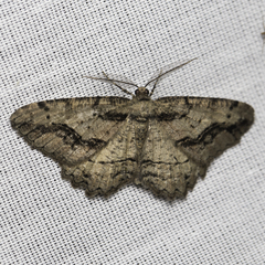 Neoalcis californiaria