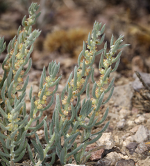 Neokochia americana