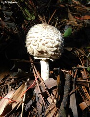 Macrolepiota bonaerensis