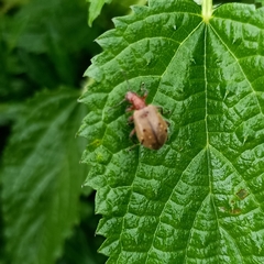 Cerogria quadrimaculata