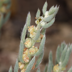 Neokochia americana