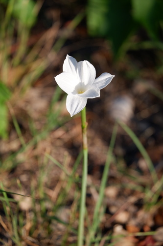 Atamasco Lily (Zephyranthes drummondii)