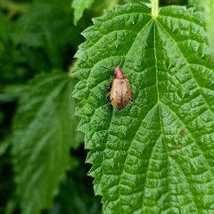 Cerogria quadrimaculata