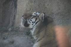 Panthera tigris altaica