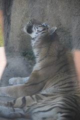 Panthera tigris altaica