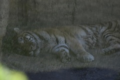 Panthera tigris altaica