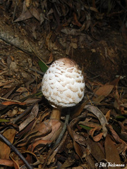 Macrolepiota bonaerensis