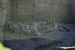 Panthera tigris altaica