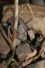 Pseudoscorodon
