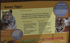 Panthera tigris altaica