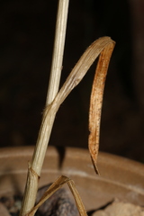 Pseudoscorodon