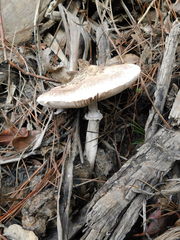 Macrolepiota bonaerensis