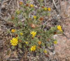Pulicaria microcephala