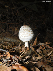 Macrolepiota bonaerensis