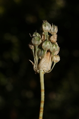 Pseudoscorodon
