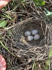 Ammodramus savannarum