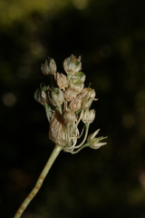 Pseudoscorodon