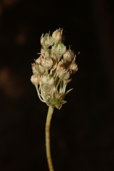 Pseudoscorodon