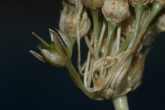 Pseudoscorodon
