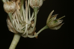 Pseudoscorodon