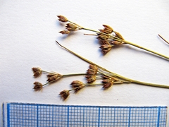 Juncus articulatus limosus