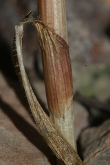 Pseudoscorodon