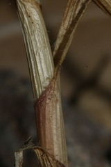 Pseudoscorodon