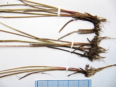 Juncus articulatus limosus