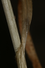Pseudoscorodon