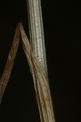 Pseudoscorodon