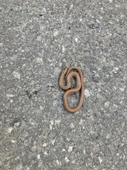 Euprepiophis conspicillata