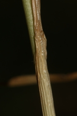 Pseudoscorodon