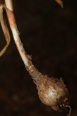 Pseudoscorodon