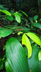 Faramea guianensis
