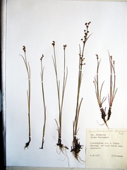 Juncus articulatus limosus