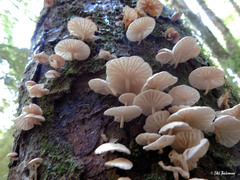 Marasmiellus alliiodorus