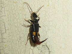 Marava arachidis