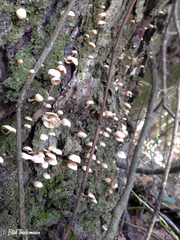 Marasmiellus alliiodorus