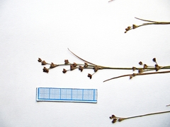 Juncus articulatus limosus