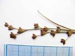 Juncus articulatus limosus