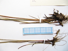 Juncus articulatus limosus