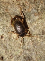 Borboresthes cruralis