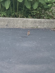 Passer domesticus