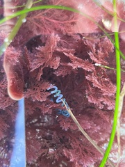 Chaetomorpha spiralis