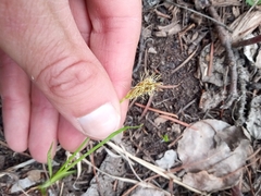 Carex siccata