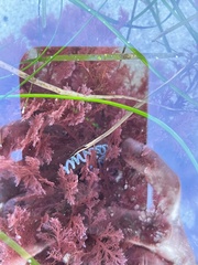 Chaetomorpha spiralis